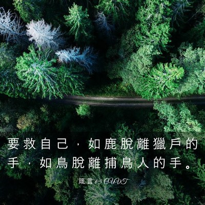 Picture 03 - 箴 言 6:5 CUVT - 要 救 自 己 ， 如 鹿 脫 離 獵 戶 的 - Bible Verse Picture