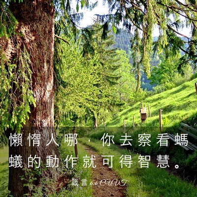 Picture 03 - 箴 言 6:6 CUVT - 懶 惰 人 哪 ， 你 去 察 看 螞 蟻 的 - Bible Verse Picture