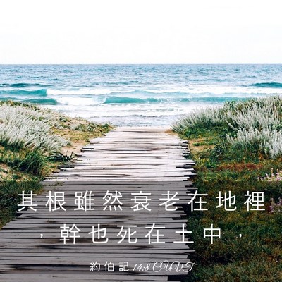 Picture 03 - 約 伯 記 14:8 CUVT - 其 根 雖 然 衰 老 在 地 裡 ， 幹 也 - Bible Verse Picture