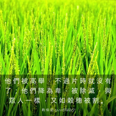 Picture 03 - 約 伯 記 24:24 CUVT - 他 們 被 高 舉 ， 不 過 片 時 就 沒 - Bible Verse Picture