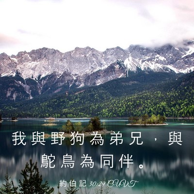 Picture 03 - 約 伯 記 30:29 CUVT - 我 與 野 狗 為 弟 兄 ， 與 鴕 鳥 為 - Bible Verse Picture