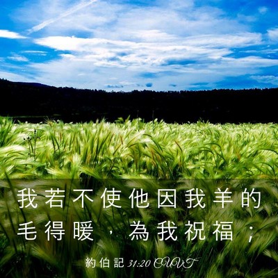 Picture 03 - 約 伯 記 31:20 CUVT - 我 若 不 使 他 因 我 羊 的 毛 得 暖 - Bible Verse Picture