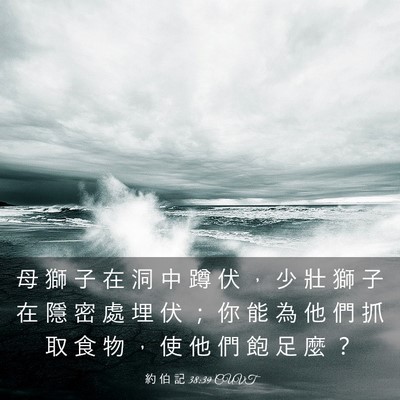 Picture 03 - 約 伯 記 38:39 CUVT - 母 獅 子 在 洞 中 蹲 伏 ， 少 壯 獅 - Bible Verse Picture