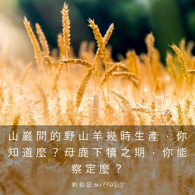 Picture 03 - 約 伯 記 39:1 CUVT - 山 巖 間 的 野 山 羊 幾 時 生 產 ， - Bible Verse Picture