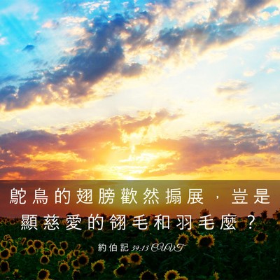 Picture 03 - 約 伯 記 39:13 CUVT - 鴕 鳥 的 翅 膀 歡 然 搧 展 ， 豈 是 - Bible Verse Picture