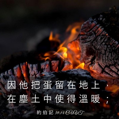 Picture 03 - 約 伯 記 39:14 CUVT - 因 他 把 蛋 留 在 地 上 ， 在 塵 土 - Bible Verse Picture
