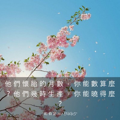 Picture 03 - 約 伯 記 39:2 CUVT - 他 們 懷 胎 的 月 數 ， 你 能 數 算 - Bible Verse Picture