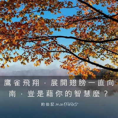 Picture 03 - 約 伯 記 39:26 CUVT - 鷹 雀 飛 翔 ， 展 開 翅 膀 一 直 向 - Bible Verse Picture