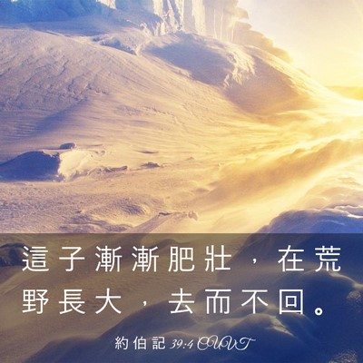 Picture 03 - 約 伯 記 39:4 CUVT - 這 子 漸 漸 肥 壯 ， 在 荒 野 長 大 - Bible Verse Picture