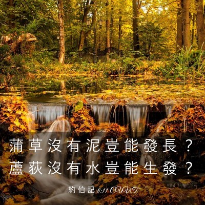 Picture 03 - 約 伯 記 8:11 CUVT - 蒲 草 沒 有 泥 豈 能 發 長 ？ 蘆 荻 - Bible Verse Picture