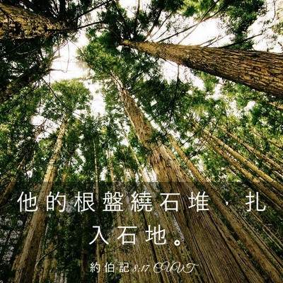 Picture 03 - 約 伯 記 8:17 CUVT - 他 的 根 盤 繞 石 堆 ， 扎 入 石 地 - Bible Verse Picture