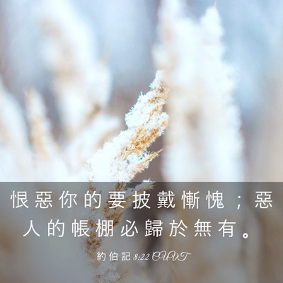Picture 03 - 約 伯 記 8:22 CUVT - 恨 惡 你 的 要 披 戴 慚 愧 ； 惡 人 - Bible Verse Picture