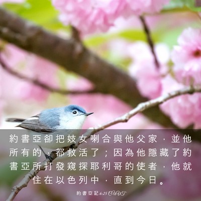 Picture 03 - 約 書 亞 記 6:25 CUVT - 約 書 亞 卻 把 妓 女 喇 合 與 他 父 - Bible Verse Picture