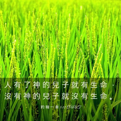 Picture 03 - 約 翰 一 書 5:12 CUVT - 人 有 了 神 的 兒 子 就 有 生 命 ， - Bible Verse Picture
