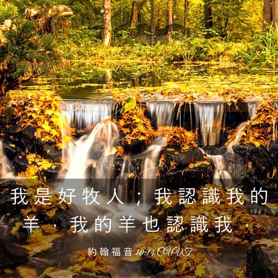 Picture 03 - 約 翰 福 音 10:14 CUVT - 我 是 好 牧 人 ； 我 認 識 我 的 羊 - Bible Verse Picture
