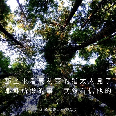 Picture 03 - 約 翰 福 音 11:45 CUVT - 那 些 來 看 馬 利 亞 的 猶 太 人 見 - Bible Verse Picture