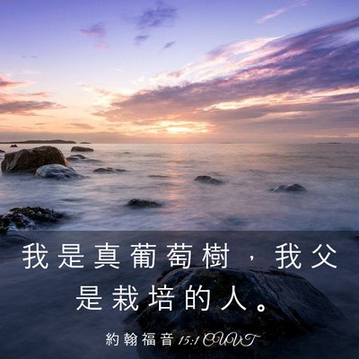 Picture 03 - 約 翰 福 音 15:1 CUVT - 我 是 真 葡 萄 樹 ， 我 父 是 栽 培 - Bible Verse Picture