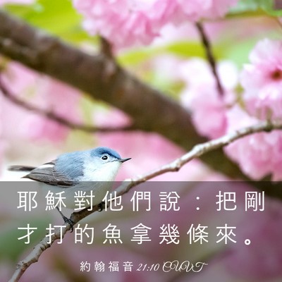 Picture 03 - 約 翰 福 音 21:10 CUVT - 耶 穌 對 他 們 說 ： 把 剛 才 打 的 - Bible Verse Picture