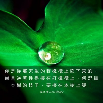 Picture 03 - 羅 馬 書 11:24 CUVT - 你 是 從 那 天 生 的 野 橄 欖 上 砍 - Bible Verse Picture