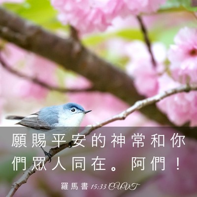 Picture 03 - 羅 馬 書 15:33 CUVT - 願 賜 平 安 的 神 常 和 你 們 眾 人 - Bible Verse Picture