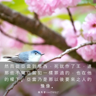Picture 03 - 羅 馬 書 5:14 CUVT - 然 而 從 亞 當 到 摩 西 ， 死 就 作 - Bible Verse Picture