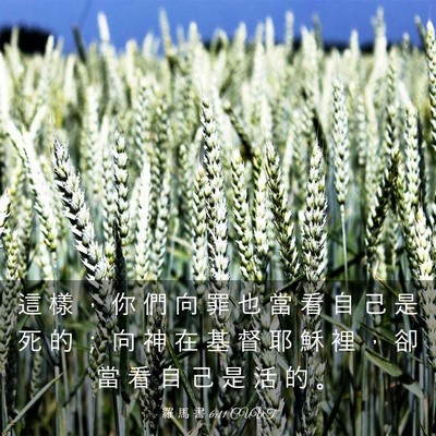 Picture 03 - 羅 馬 書 6:11 CUVT - 這 樣 ， 你 們 向 罪 也 當 看 自 己 - Bible Verse Picture