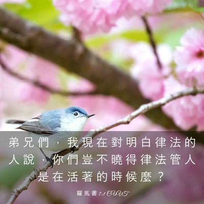 Picture 03 - 羅 馬 書 7:1 CUVT - 弟 兄 們 ， 我 現 在 對 明 白 律 法 - Bible Verse Picture