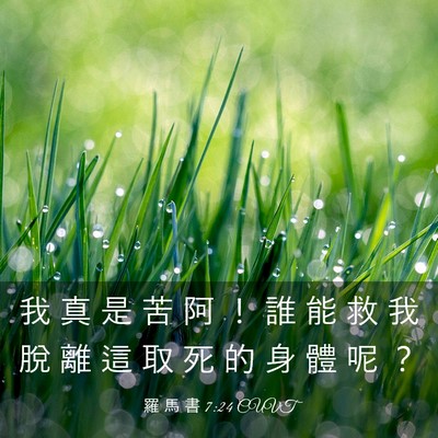 Picture 03 - 羅 馬 書 7:24 CUVT - 我 真 是 苦 阿 ！ 誰 能 救 我 脫 離 - Bible Verse Picture