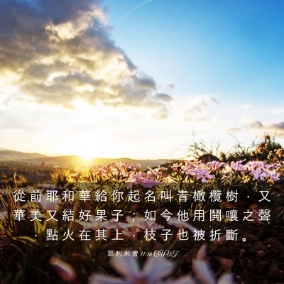 Picture 03 - 耶 利 米 書 11:16 CUVT - 從 前 耶 和 華 給 你 起 名 叫 青 橄 - Bible Verse Picture