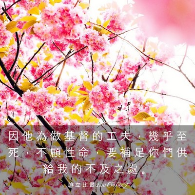 Picture 03 - 腓 立 比 書 2:30 CUVT - 因 他 為 做 基 督 的 工 夫 ， 幾 乎 - Bible Verse Picture