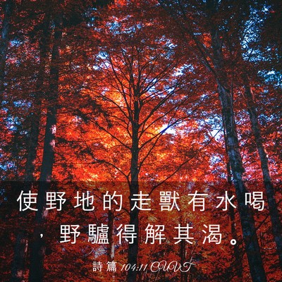 Picture 03 - 詩 篇 104:11 CUVT - 使 野 地 的 走 獸 有 水 喝 ， 野 驢 - Bible Verse Picture