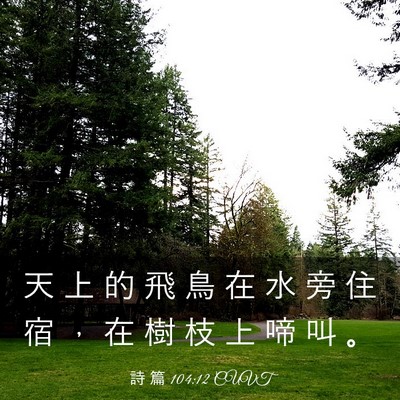 Picture 03 - 詩 篇 104:12 CUVT - 天 上 的 飛 鳥 在 水 旁 住 宿 ， 在 - Bible Verse Picture