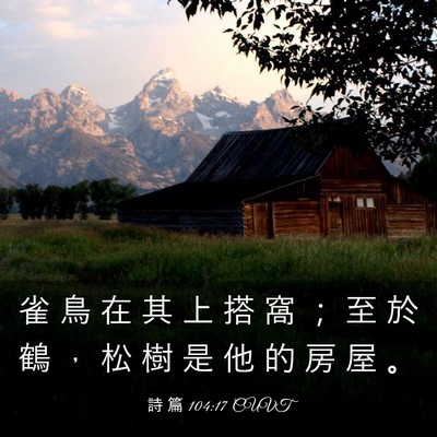 Picture 03 - 詩 篇 104:17 CUVT - 雀 鳥 在 其 上 搭 窩 ； 至 於 鶴 ， - Bible Verse Picture