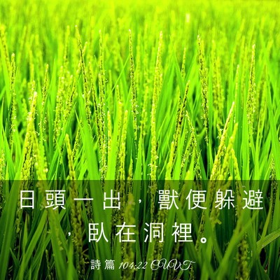 Picture 03 - 詩 篇 104:22 CUVT - 日 頭 一 出 ， 獸 便 躲 避 ， 臥 在 - Bible Verse Picture