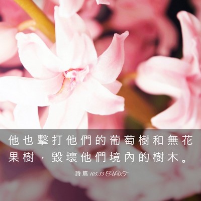 Picture 03 - 詩 篇 105:33 CUVT - 他 也 擊 打 他 們 的 葡 萄 樹 和 無 - Bible Verse Picture