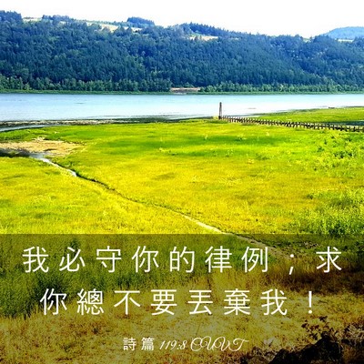Picture 03 - 詩 篇 119:8 CUVT - 我 必 守 你 的 律 例 ； 求 你 總 不 - Bible Verse Picture