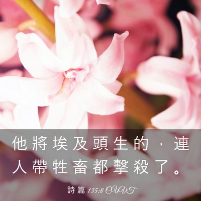 Picture 03 - 詩 篇 135:8 CUVT - 他 將 埃 及 頭 生 的 ， 連 人 帶 牲 - Bible Verse Picture