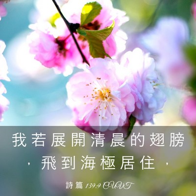 Picture 03 - 詩 篇 139:9 CUVT - 我 若 展 開 清 晨 的 翅 膀 ， 飛 到 - Bible Verse Picture