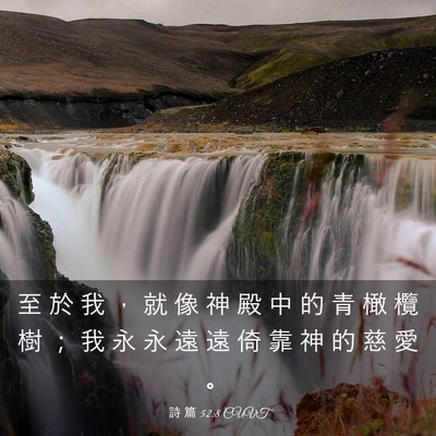 Picture 03 - 詩 篇 52:8 CUVT - 至 於 我 ， 就 像 神 殿 中 的 青 橄 - Bible Verse Picture
