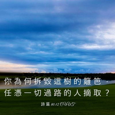 Picture 03 - 詩 篇 80:12 CUVT - 你 為 何 拆 毀 這 樹 的 籬 笆 ， 任 - Bible Verse Picture