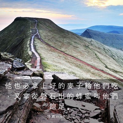 Picture 03 - 詩 篇 81:16 CUVT - 他 也 必 拿 上 好 的 麥 子 給 他 們 - Bible Verse Picture