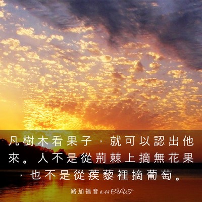 Picture 03 - 路 加 福 音 6:44 CUVT - 凡 樹 木 看 果 子 ， 就 可 以 認 出 - Bible Verse Picture