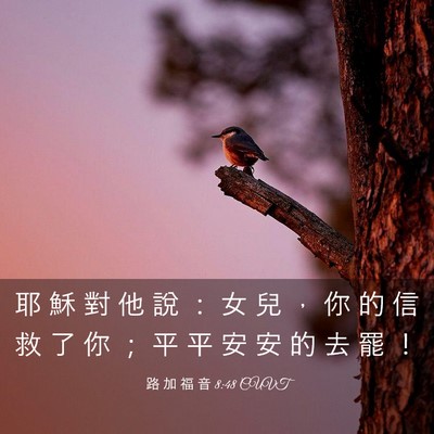 Picture 03 - 路 加 福 音 8:48 CUVT - 耶 穌 對 他 說 ： 女 兒 ， 你 的 信 - Bible Verse Picture