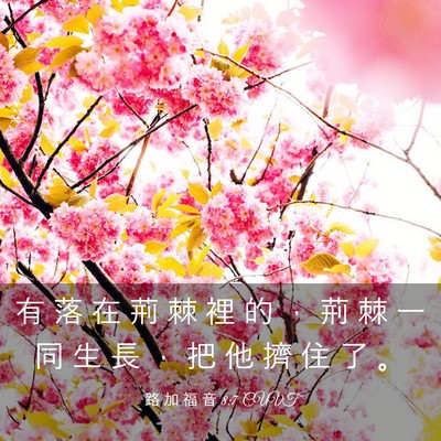 Picture 03 - 路 加 福 音 8:7 CUVT - 有 落 在 荊 棘 裡 的 ， 荊 棘 一 同 - Bible Verse Picture