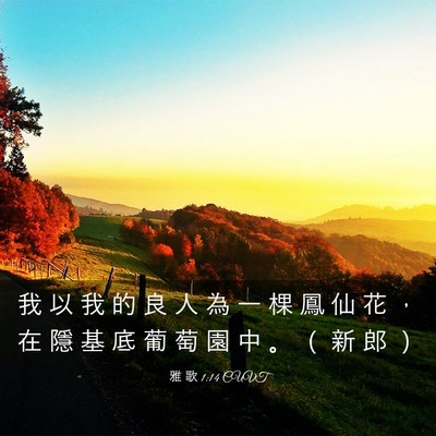 Picture 03 - 雅 歌 1:14 CUVT - 我 以 我 的 良 人 為 一 棵 鳳 仙 花 - Bible Verse Picture