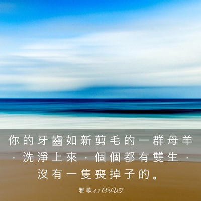 Picture 03 - 雅 歌 4:2 CUVT - 你 的 牙 齒 如 新 剪 毛 的 一 群 母 - Bible Verse Picture