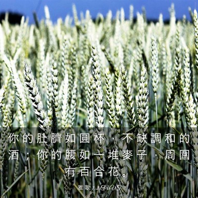 Picture 03 - 雅 歌 7:2 CUVT - 你 的 肚 臍 如 圓 杯 ， 不 缺 調 和 - Bible Verse Picture
