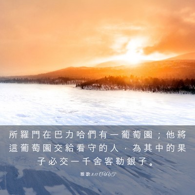 Picture 03 - 雅 歌 8:11 CUVT - 所 羅 門 在 巴 力 哈 們 有 一 葡 萄 - Bible Verse Picture