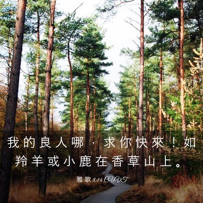 Picture 03 - 雅 歌 8:14 CUVT - 我 的 良 人 哪 ， 求 你 快 來 ！ 如 - Bible Verse Picture
