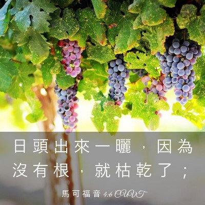 Picture 03 - 馬 可 福 音 4:6 CUVT - 日 頭 出 來 一 曬 ， 因 為 沒 有 根 - Bible Verse Picture